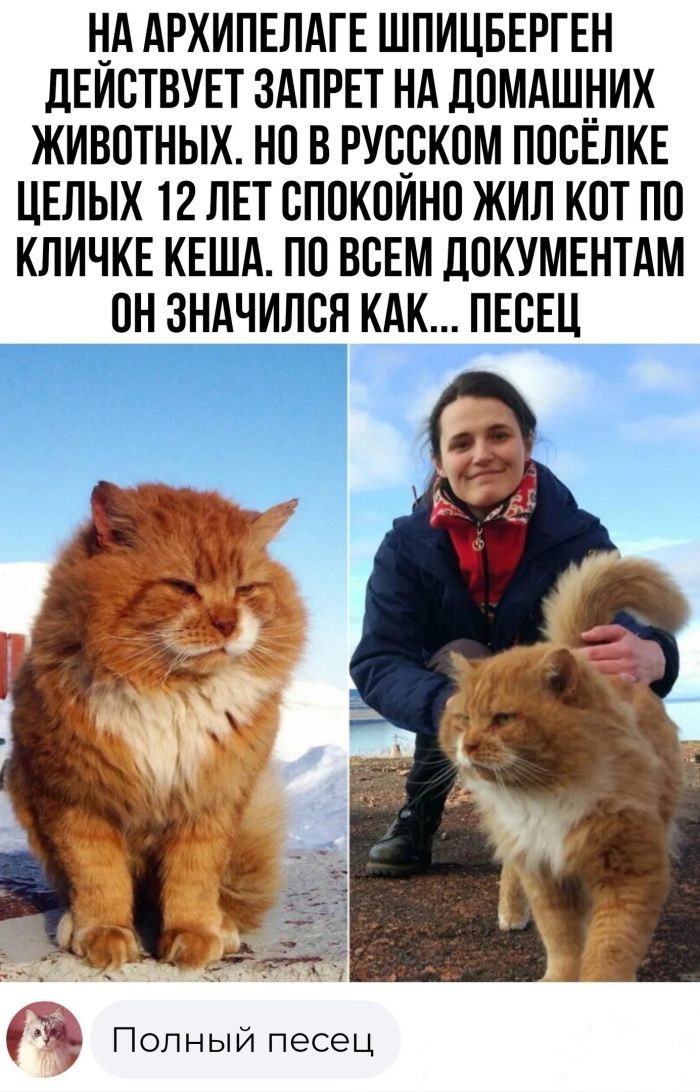 НА АРХИПЕЛАГЕ ШПИЦБЕРГЕН ДЕЙСТВУЕТ ЗАПРЕТ НА ДОМАШНИХ ЖИВОТНЫХ НО В РУССКОМ ПОСЕЛКЕ ЦЕЛЫХ 12 ЛЕТ СПОКОЙНО ЖИЛ КОТ ПО КЛИЧКЕ КЕША ПО ВСЕМ ДОКУМЕНТАМ ОН ЗНАЧИЛСЯ КАК ПЕСЕЦ Т Полный песец