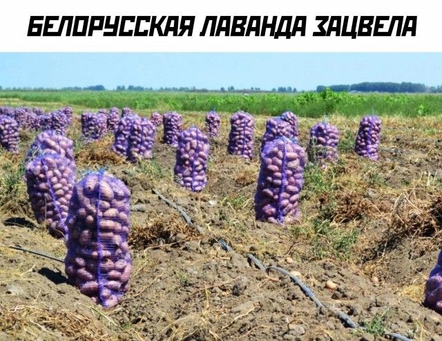 БЕЛОРУССКАЯ ЛЯВАНДЯ ЗАЦВЕЛЯ