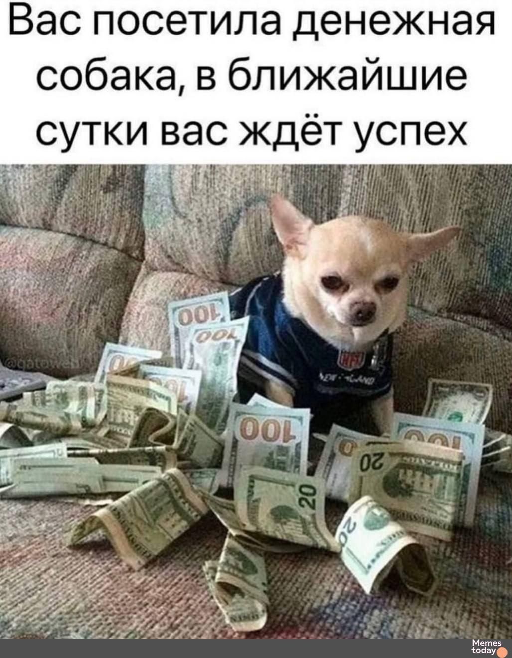 Вас посетила денежная собака в ближайшие сутки вас ждет успех
