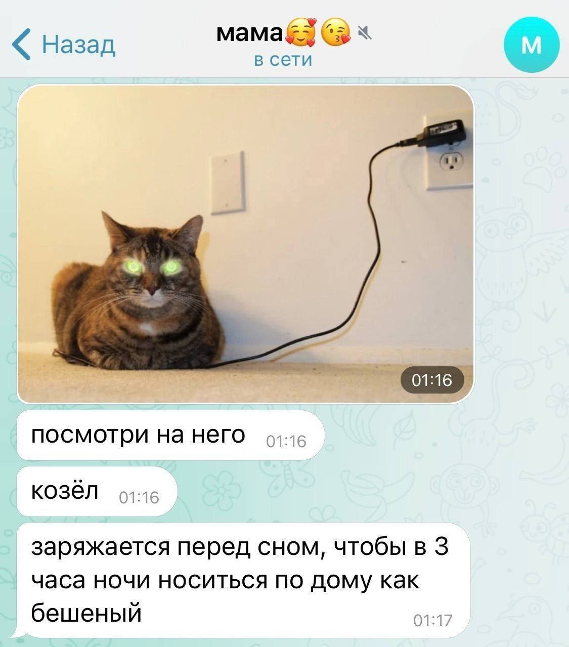 посмотри на него козёл заряжается перед сном чтобы в 3 часа ночи носиться по дому как бешеный
