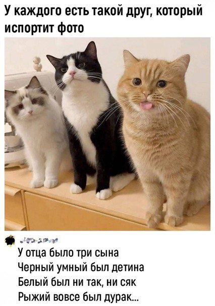 У каждого есть такой друг который испортит фото ч тосоой У отца было три сына Черный умный был детина Белый был ни так ни сяк Рыжий вовсе был дурак