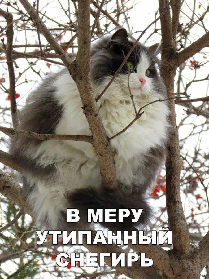 ИРЬ Мх ЧНЫЙ АН ЕГИ УтИП а Си