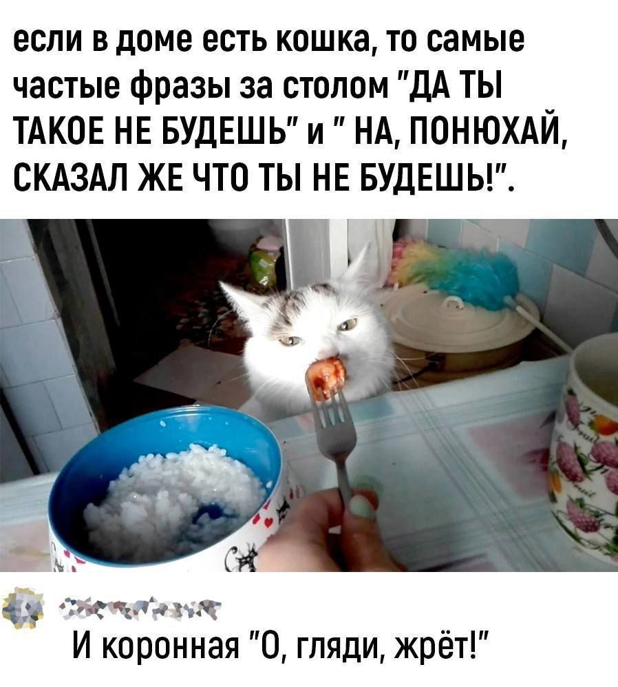 если в доме есть кошка то самые частые фразы за столом ДА ТЫ ТАКОЕ НЕ БУДЕШЬ и НА ПОНЮХАЙ СКАЗАЛ ЖЕ ЧТО ТЫ НЕ БУДЕШЬ ф спеттаыо И коронная О гляди жрёт