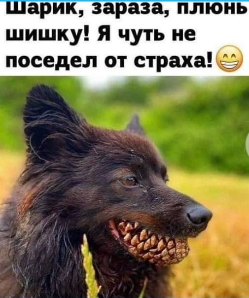 шарик зараза плюнь шишку Я чуть не поседел от страха
