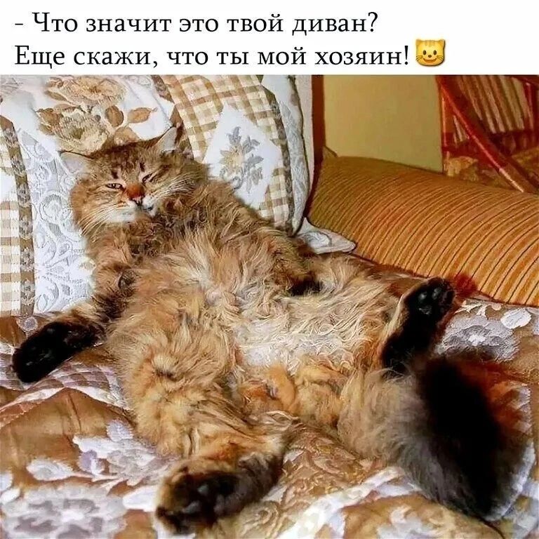 Что значит это твой диван Еще скажи что ты мой хозяин Ы
