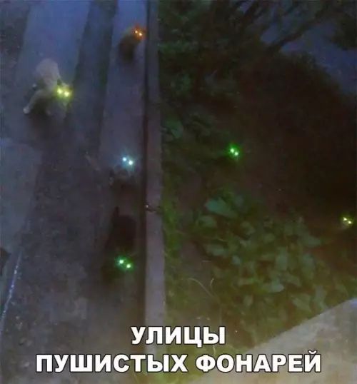 улицы пушистіых ФО