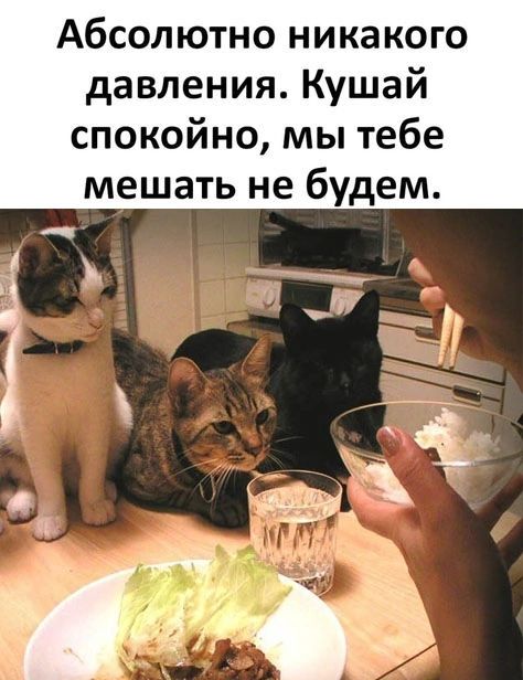 Абсолютно никакого давления Кушай спокойно мы тебе мешать не будем
