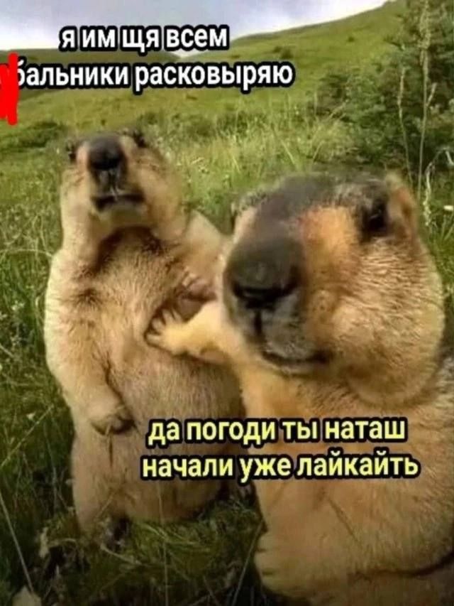 я ИМ щявсем зальники расковыряю да ПОГОДИ тынаташ начали уже лайкайть