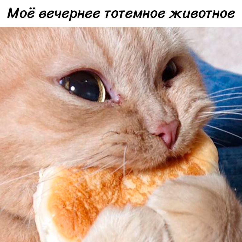 Моё вечернее тотемное животнов