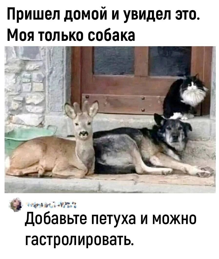 Пришел домой и увидел это Моя только собака З сезилетл Добавьте петуха и можно гастролировать