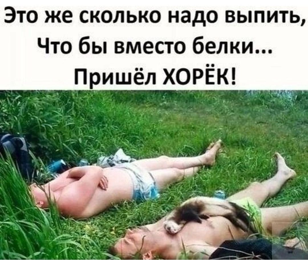 Это же сколько надо выпить Что бы вместо белки Пришёл ХОРЁК_