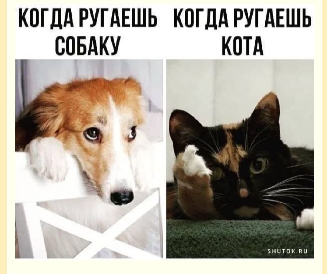 КОГДА РУГАЕШЬ КОГДА РУГАЕШЬ СОБАКУ КОТА