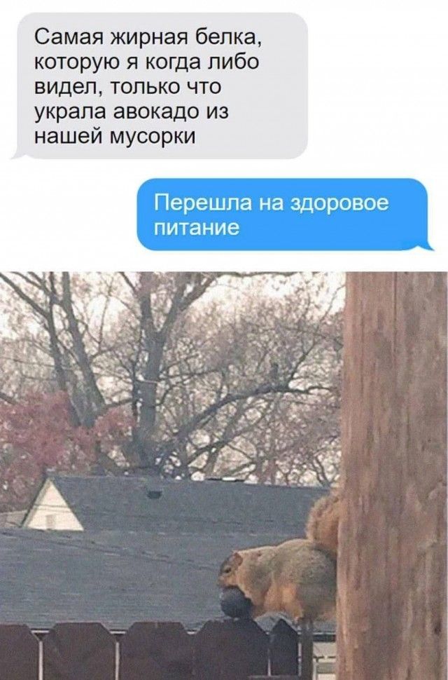 Самая жирная белка которую я когда либо видел только что украла авокадо из нашей мусорки Перешпа на здоровое питание