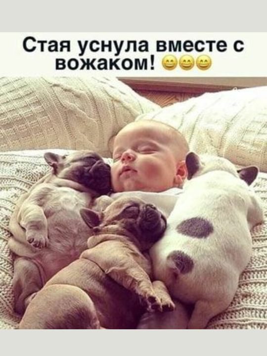 Стая уснула вместе с вожаком оее