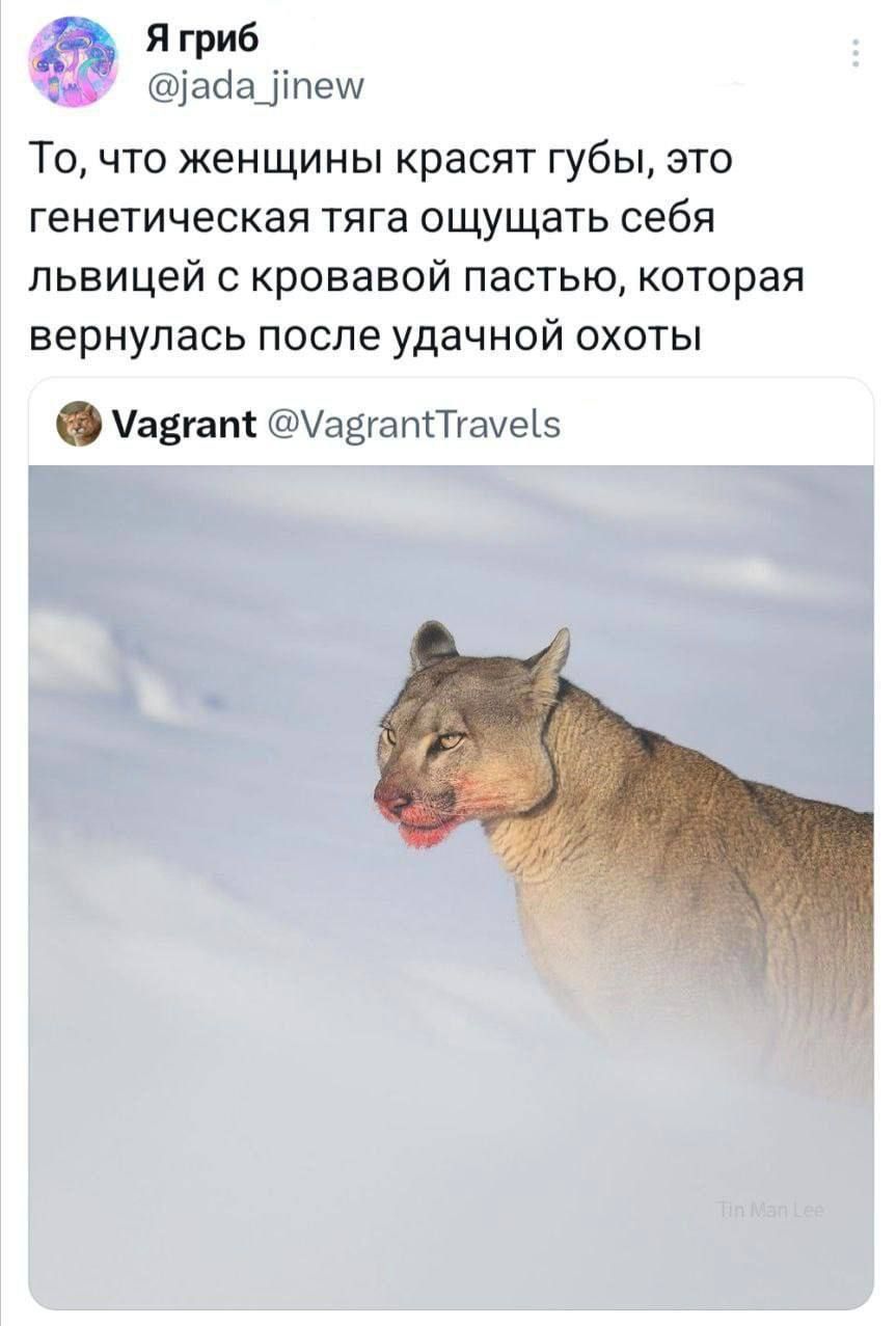 Я гриб ада_пему То что женщины красят губы это генетическая тяга ощущать себя львицей с кровавой пастью которая вернулась после удачной охоты авгап автапТгауе5