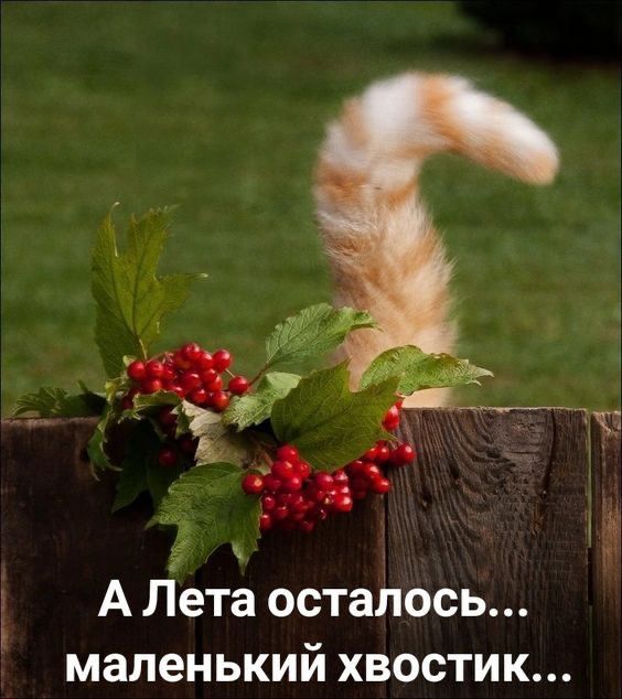 аТЕМ Э б й А Лета осталось маленькии хвостик