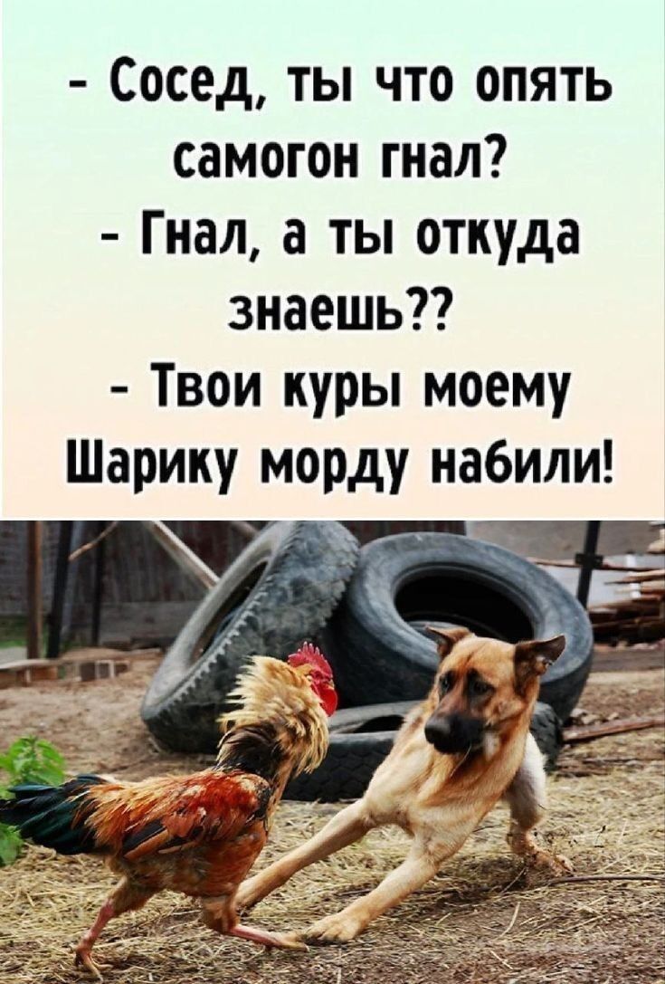 Сосед ты что опять самогон гнал Гнал а ты откуда знаешь Твои куры моему Шарику морду набили о уаЬоорие