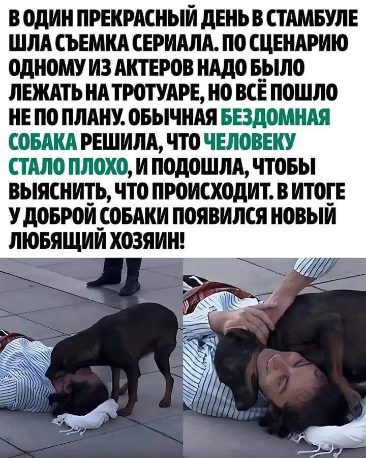 ВОДИН ПРЕКРАСНЫЙ ДЕНЬ В СТАМБУЛЕ ШЛА СЪЕМКА СЕРИАЛА ПО СЦЕНАРИЮ ОДНОМУ ИЗ АКТЕРОВ НАДО БЫЛО ЛЕЖАТЬ НАТРОТУАРЕ НО ВСЁПОШЛО НЕПО ПЛАНУ ОБЫЧНАЯ БЕЗДОМНАЯ СОБАКА РЕШИЛА ЧТО ЧЕЛОВЕКУ СТАЛО ПЛОХО И ПОДОШЛА ЧТОБЫ ВЫЯСНИТЬ ЧТО ПРОИСХОДИТ В ИТОГЕ УДОБРОЙ СОБАКИ ПОЯВИЛСЯ НОВЫЙ ЛЮБЯЩИЙ ХОЗЯИН