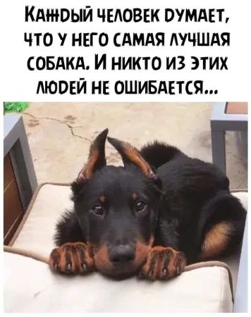 КАНОЫЙ ЧЕЛОВЕК РУМАЕТ ЧТО У НЕГО САМАЯ ЛУЧШАЯ СОБАКА И никто из этих ЛЮРЕЙ НЕ ОШИБАЕТСЯ