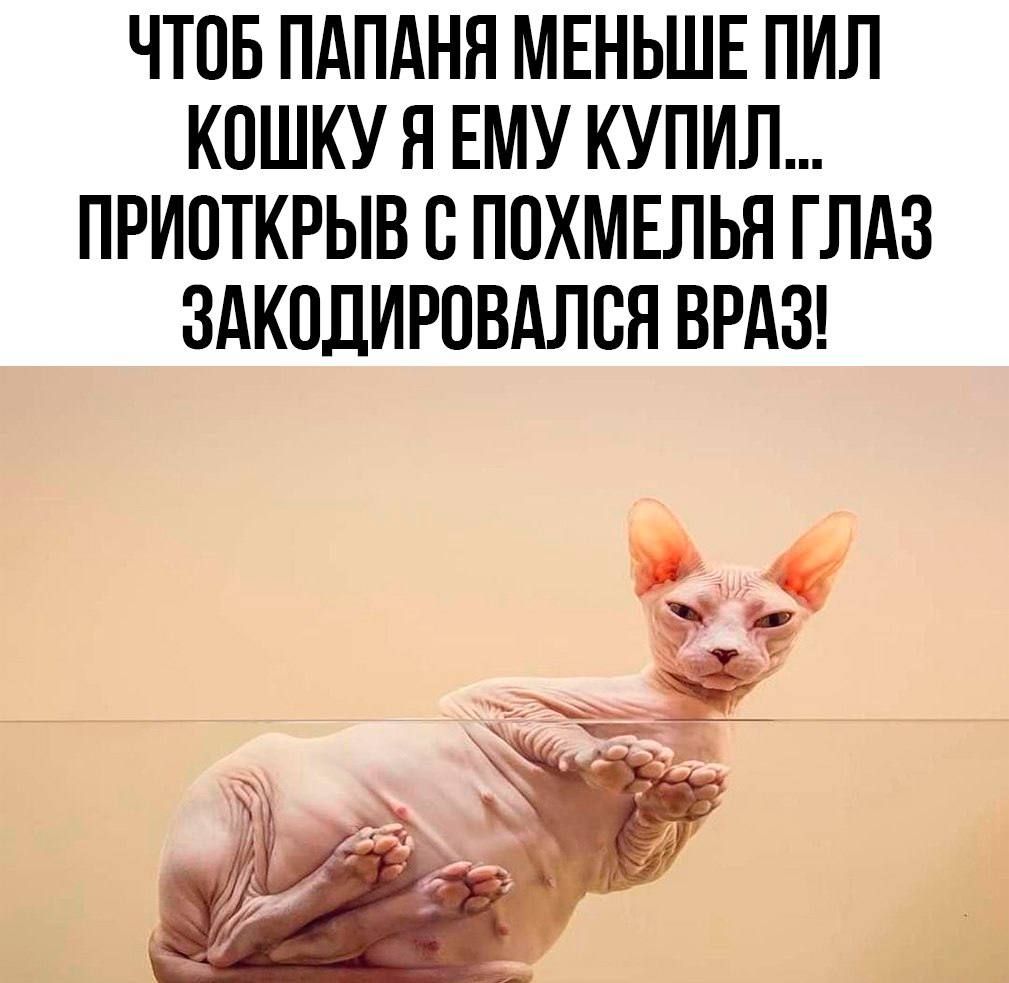 ЧТОБ ПАПАНЯ МЕНЬШЕ ПИЛ КОШКУ Я ЕМУ КУПИЛ ПРИОТКРЫВ С ПОХМЕЛЬЯ ГЛАЗ ЗАКОДИРОВАЛСЯ ВРАЗ