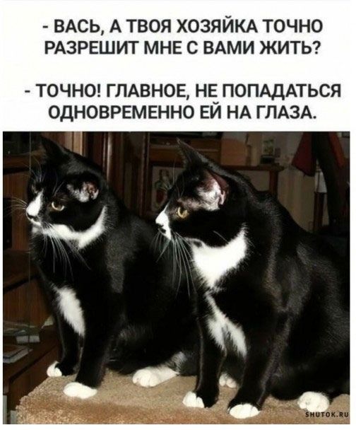 ВАСЬ А ТВОЯ ХОЗЯЙКА ТОЧНО РАЗРЕШИТ МНЕ С ВАМИ ЖИТЬ ТОЧНО ГЛАВНОЕ НЕ ПОПАДАТЬСЯ ОДНОВРЕМЕННО ЕЙ НА ГЛАЗА