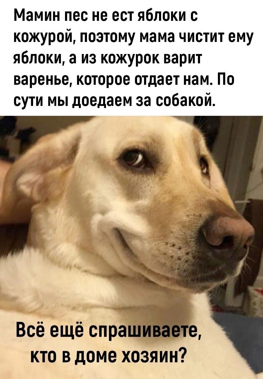 Мамин пес не ест яблоки с кожурой поэтому мама чистит ему яблоки а из кожурок варит варенье которое отдает нам По сути мы доедаем за собакой Всё ещё спра В кто в доме хозяин