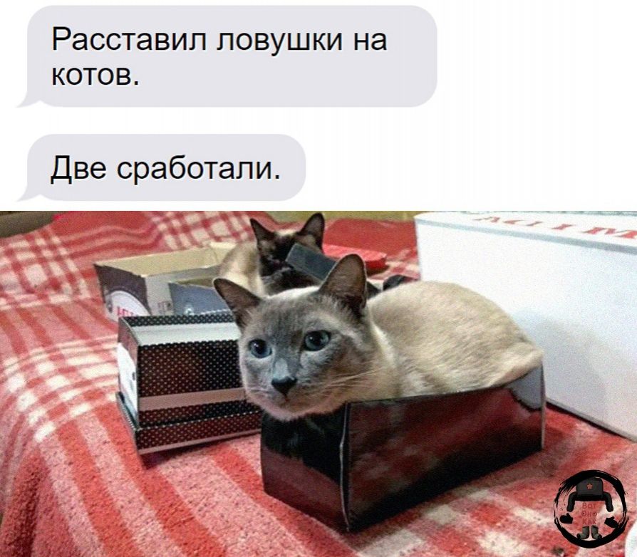Расставил ловушки на КОТОВ Две сработали реие