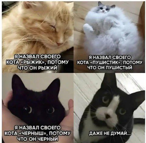ЯНАЗВАЛ СВОЕГО КОТАТЕРЫЖИК ПОТОМУ КОТА ПУШИСТИК ПОТОМУ ЧТООН РЫЖИЙ ЧТО ОН ПУШИСТЫЙ ДАЖЕ НЕ ДУМАЙ