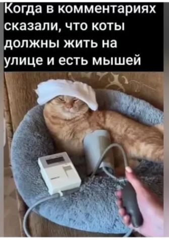 Когда в комментариях СКЗЗЗЛИ что коты должны жить на улице и есть мышей