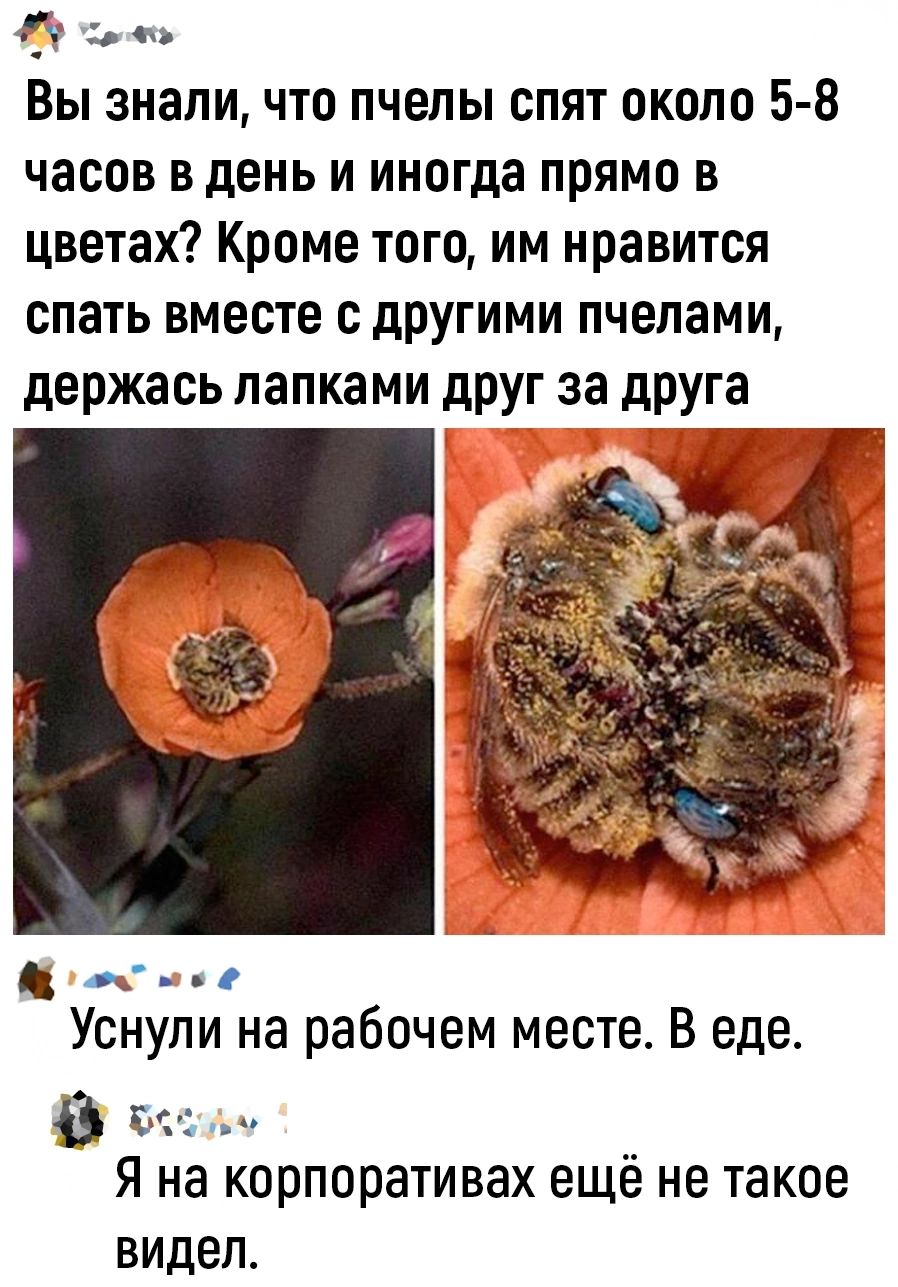 Т сожь Вы знали что пчелы спят около 5 8 часов в день и иногда прямо в цветах Кроме того им нравится спать вместе с другими пчелами держась лапками друг за друга Г ТРОЕ Уснули на рабочем месте В еде 8 осолм Я на корпоративах ещё не такое видел