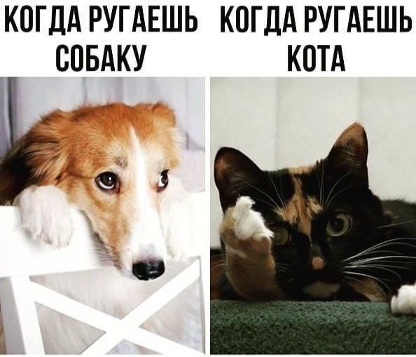 КОГДА РУГАЕШЬ КОГДА РУГАЕШЬ СОБАКУ КОТА