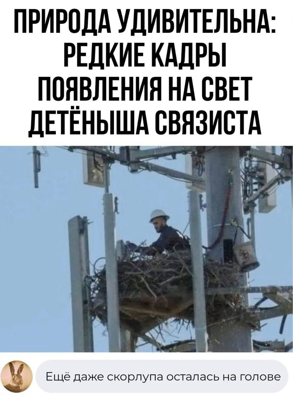 ПРИРОДА УДИВИТЕЛЬНА РЕДКИЕ КАДРЫ ПОЯВЛЕНИЯ НА СВЕТ ДЕТЕНЫША СВЯЗИСТА С
