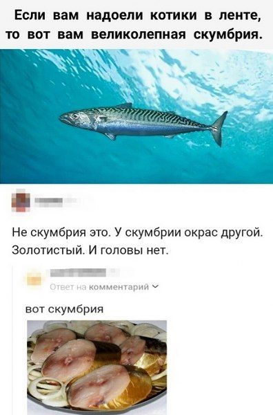 Если вам надоели котики в ленте то вот вам великолепная скумбрия Не скумбрия это У скумбрии окрас другой Золотистый И головы нет комментарий У вот скумбрия