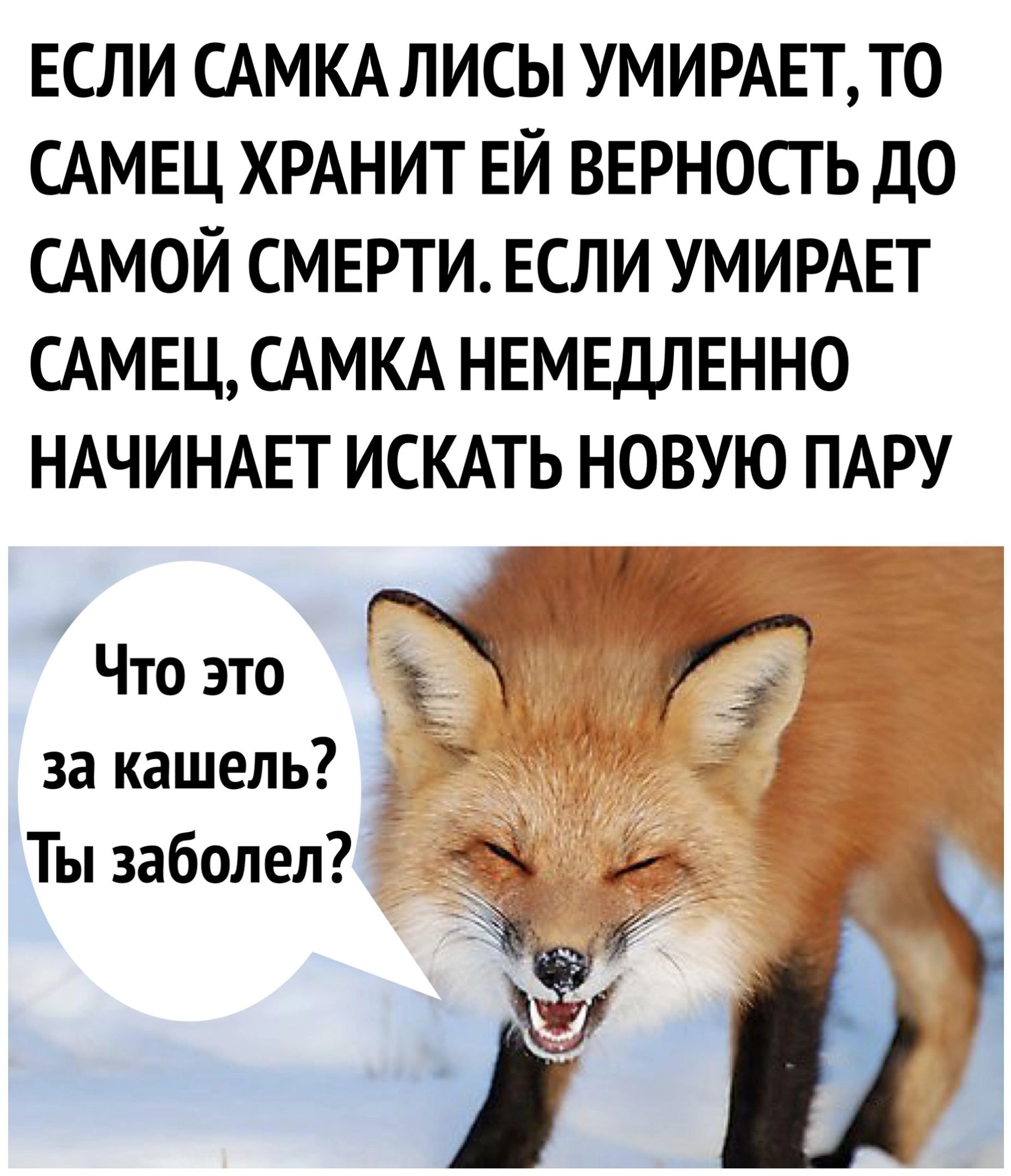ЕСЛИ САМКА ЛИСЫ УМИРАЕТ ТО САМЕЦ ХРАНИТ ЕЙ ВЕРНОСТЬ ДО САМОЙ СМЕРТИ ЕСЛИ УМИРАЕТ САМЕЦ САМКА НЕМЕДЛЕННО НАЧИНАЕТ ИСКАТЬ НОВУЮ ПАРУ К л Что это г за кашель Ты заболел 5 2