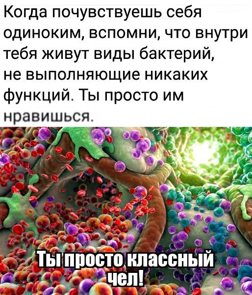 Когда почувствуешь себя одиноким вспомни что внутри тебя живут виды бактерий не выполняющие никаких функций Ты просто им нравишься ЁЁЁО ИЬШВВНЫИ