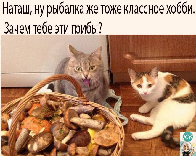 Наташ ну рыбалка же тоже классное хобби Зачем тебе эти грибы