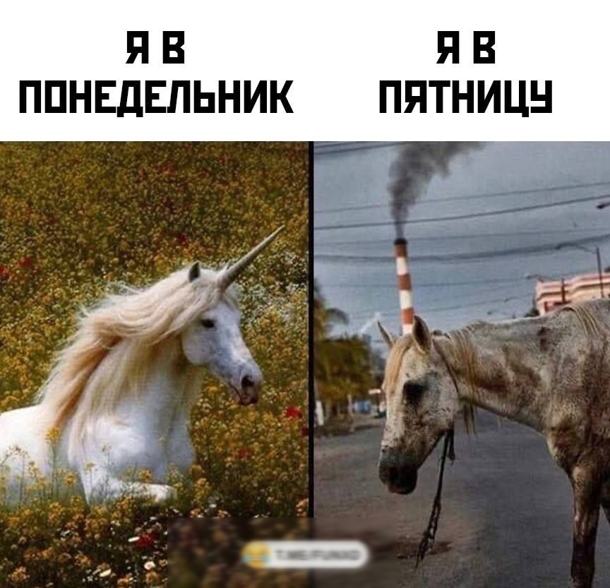 ЯВ ЯВ ПОНЕДЕЛЬНИК ПЯТНИЦУ