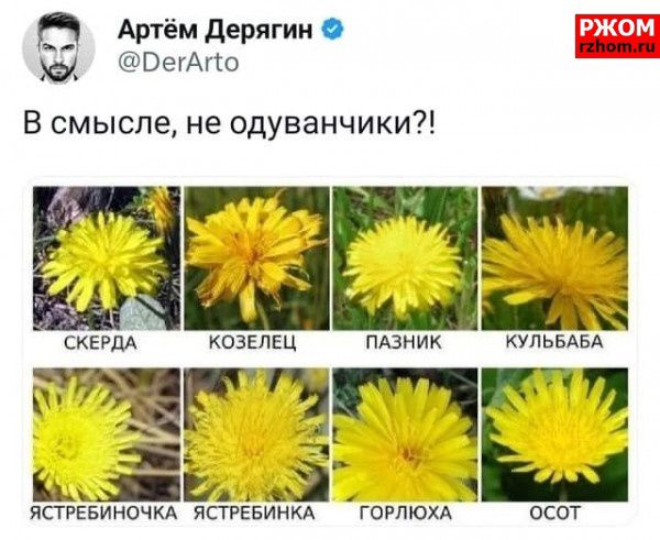 3 Артём Дерягин РЖОМ бегАто В смысле не одуванчики СКЕРДА Р КОЗЕЛЕЦ ПАЗНИК КУПЬБАБА ПЯТ ТЕ завн ЯСТРЕБИНОЧКА ЯСТРЕБИНКА ГОРЛЮХА осОт