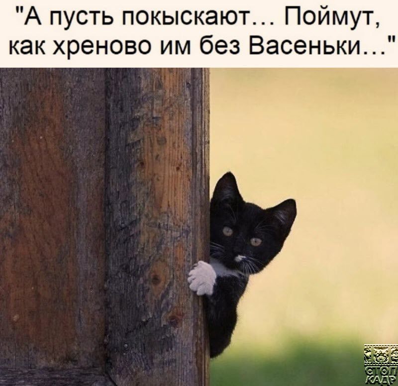А пусть покыскают Поймут как хреново им без Васеньки