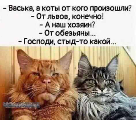 Васька а коты от кого произошли От львов конечно Анаш хозяин От обезьяны Господи стыд то какой ча