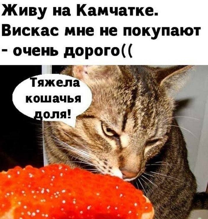 Живу на Камчатке Вискас мне не покупают очень дорого н и яжела И кошачья Оля 5