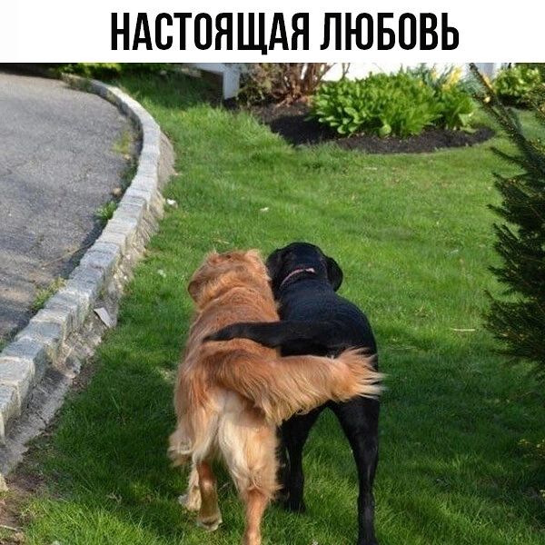 НАСТОЯЩАЯ ЛЮБОВЬ