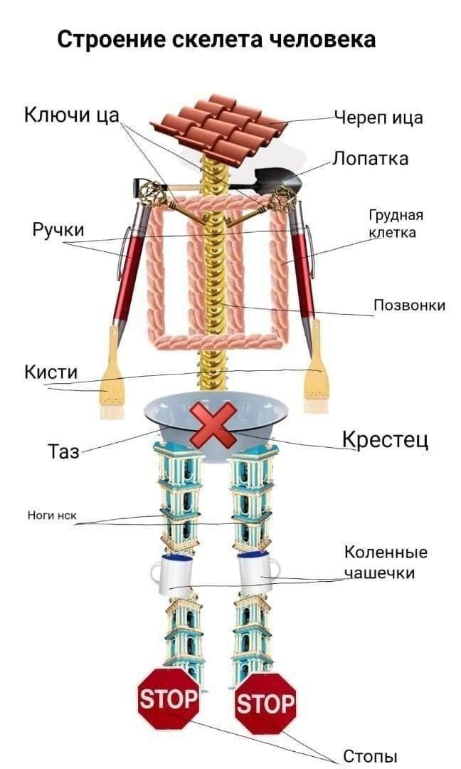 Строение скелета человека Ключи ца Череп ица Лопатка Грудная клетка Позвонки т Крестец Ногинск Коленные 3 у чашечки м в Стопы