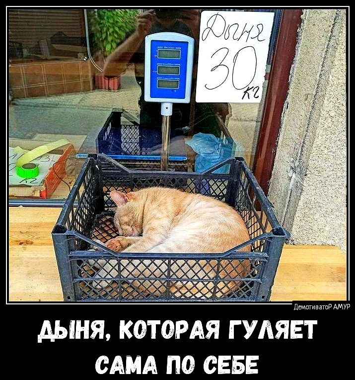 ДЫНЯ КОТОРАЯ Г УЯЁТ САМА ПО СЕБЕ