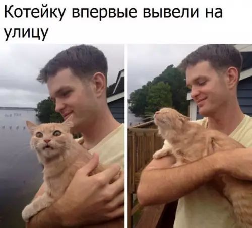 Котейку впервые вывели на улицу