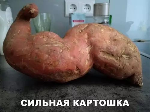 СИЛЬНАЯ КАРТОШКА