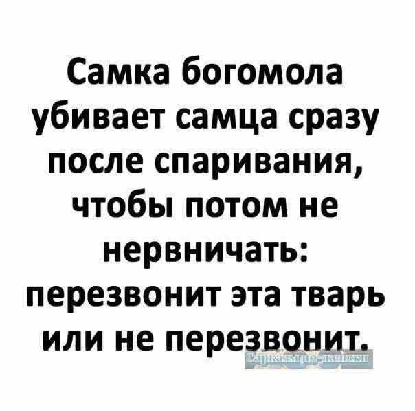 Самка богомола убивает самца сразу после спаривания чтобы потом не нервничать перезвонит эта тварь или не перезвонит