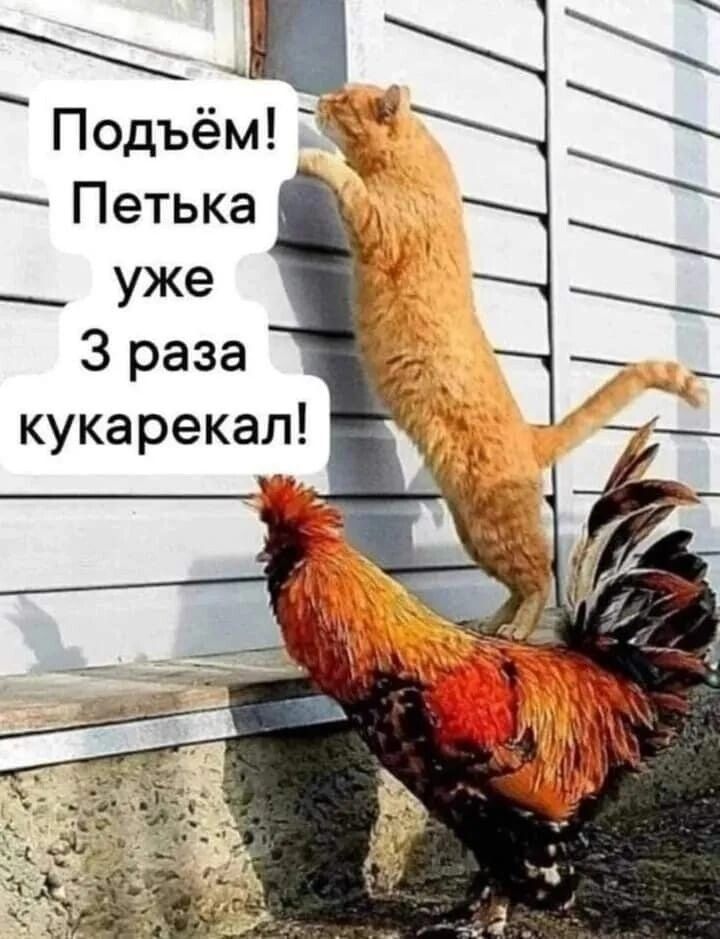 уже З раза кукарекал ъ