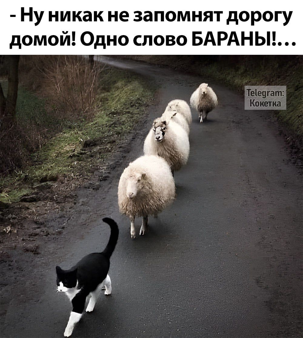 Ну никак не запомнят дорогу домой Одно слово БАРАНЫ