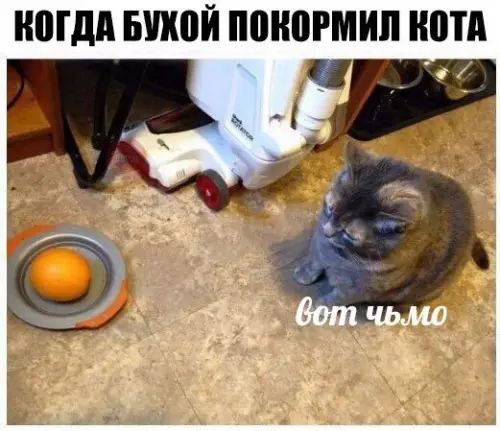 КОГДА БУКОЙ ПОКОРМИЛ КОТА